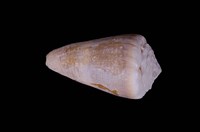 藏品(晚霞芋螺)的圖片